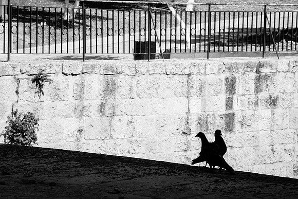 Pigeons on Mercy Gate