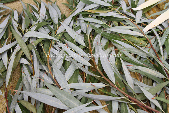 Willow Twigs - Aravot