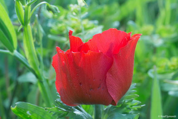 Anemone 190226-1