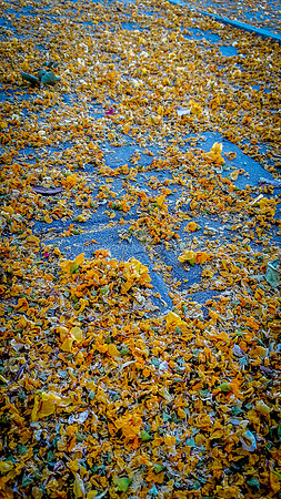 Yellow Petals on Pavement 1