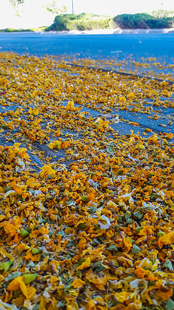 Yellow Petals on Pavement 2