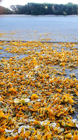 Yellow Petals on Pavement 3