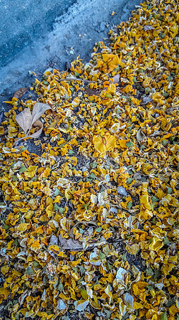 Yellow Petals on Pavement 4