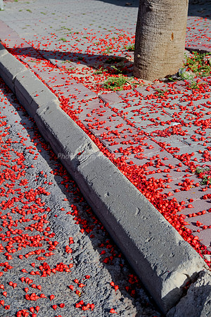 Red Petals on Pavement 1