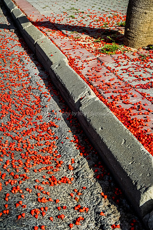 Red Petals on Pavement 2