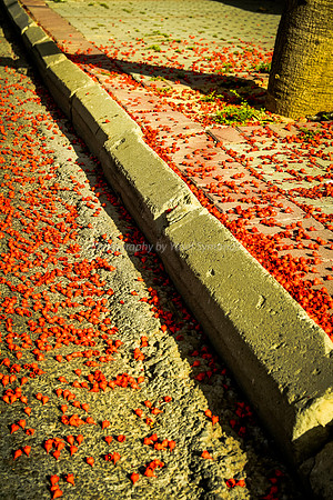 Red Petals on Pavement 3