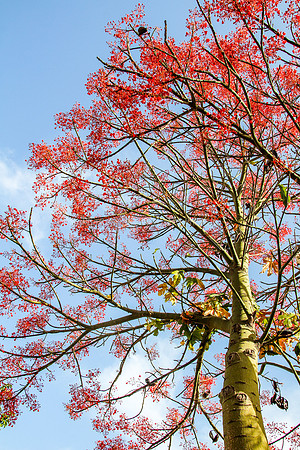 Australian Flame Tree (Brachychiton acerifolius) 1
