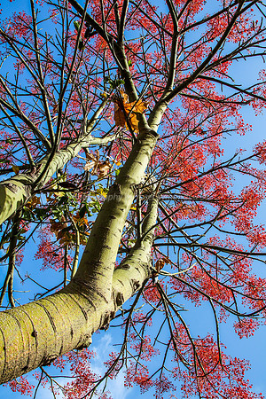 Australian Flame Tree (Brachychiton acerifolius) 3