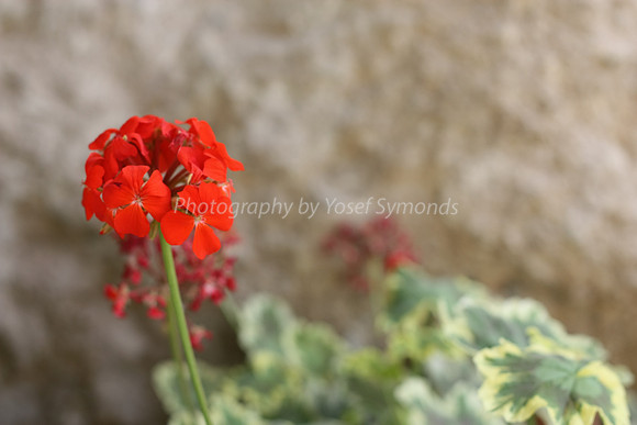 Red Geranium 170609