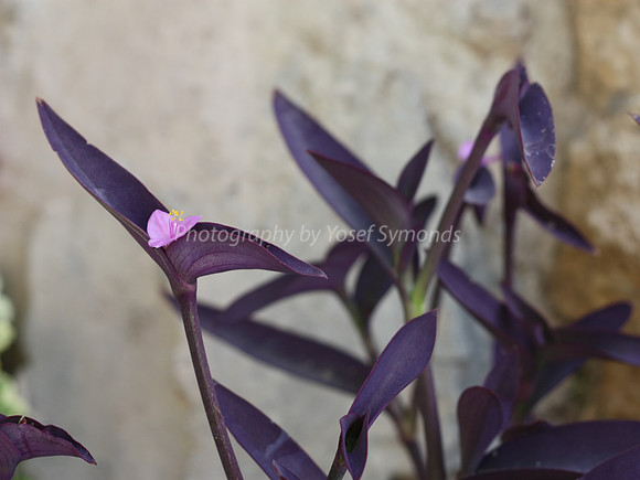 Purple Flowering Wandering Jew