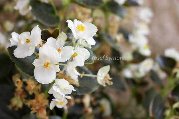 White Flowers 170609