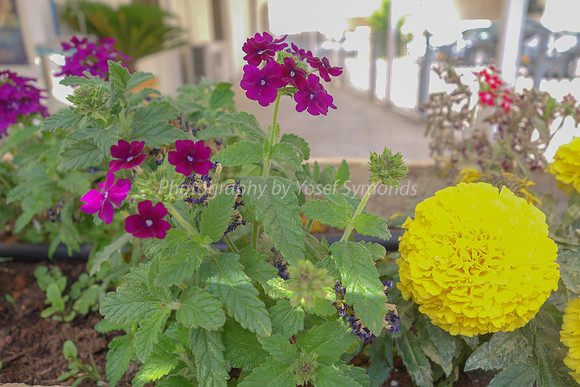 Yellow and Purple Flowers