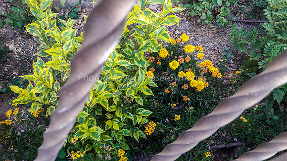 Flowers Behind Bars