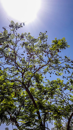 Nachal Maor Jacaranda in Hot Sun 170628-2