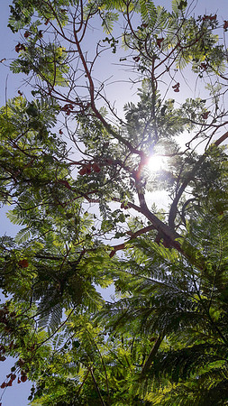 Nachal Maor Jacaranda in Hot Sun 170628-3