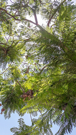 Nachal Maor Jacaranda in Hot Sun 170628-4