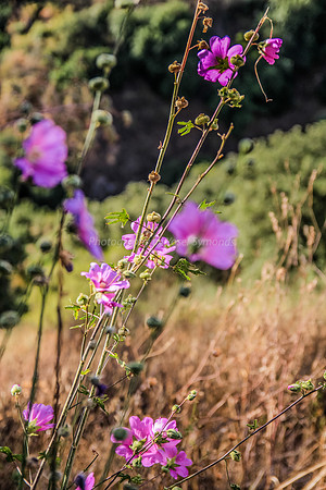 Pink Flowers at Snir 1