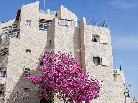 Pink Blossoms and Building
