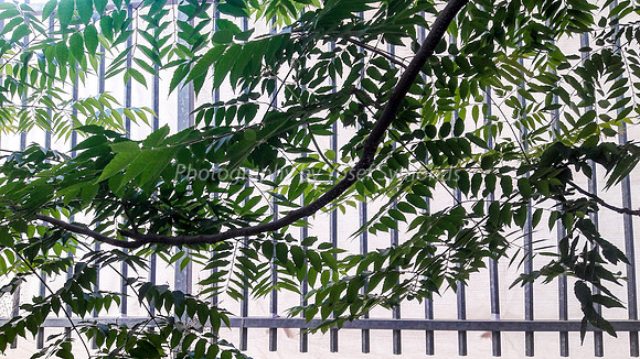 Leaves and Fence Outside Window 1