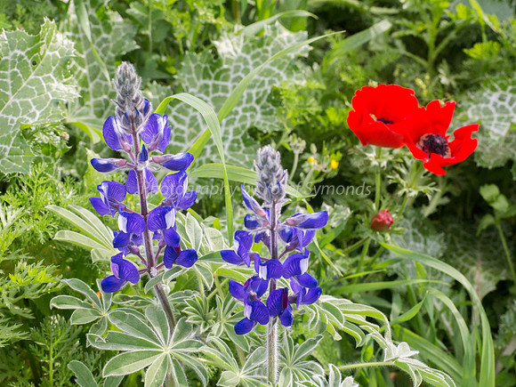 Lupin 180208-4