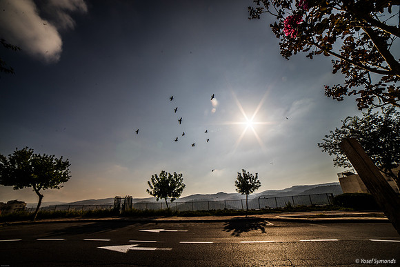 Early Morning Birds Over Hayarden