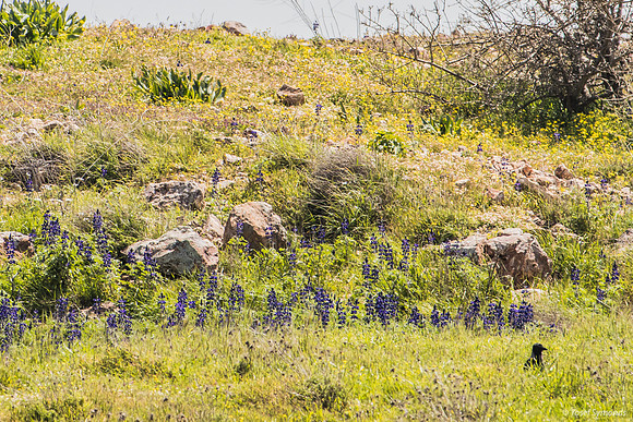 Crow Guarding the Lupins 220328-9