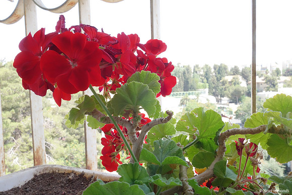 Red Geraniums High 3