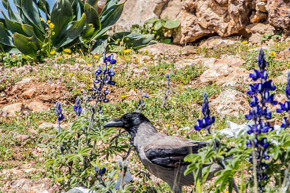 Crow Prowling Amongst the Lupins 220328-3