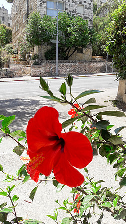 Red Hibiscus -  Gaza Street Jerusalem 1