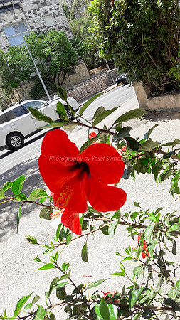 Red Hibiscus -  Gaza Street Jerusalem 2