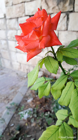 Red Rose in Carpark 170711-1
