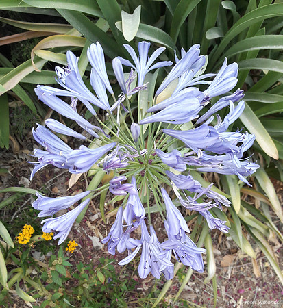 Purple-Blue Trumpet Flower 170711-2