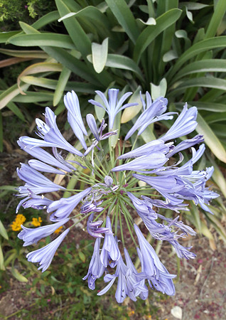 Purple-Blue Trumpet Flower 170711-3