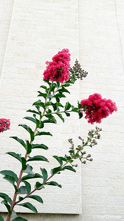 Flower Bush and Building 170712-1