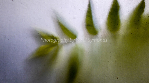 Green Leaves Against Window 170712-1