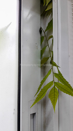 Green Leaves Against Window - Intruder 170712-2