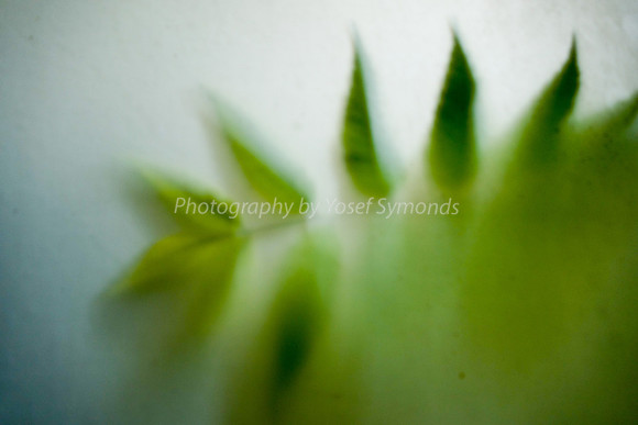 Green Leaves Against Window 170712-4