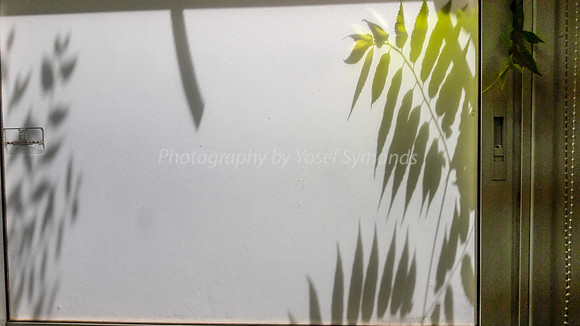 Green Leaves Against Window 170712-16