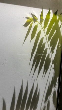Green Leaves Against Window 170712-7