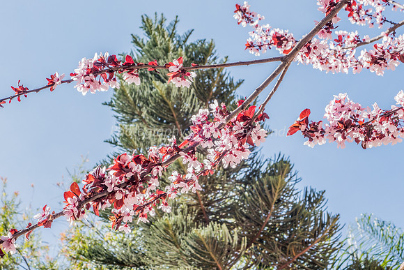 Flowering Plum 160308-4