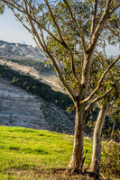 Eucalyptus Tree Twins with Jerusalem in Background 23011-4
