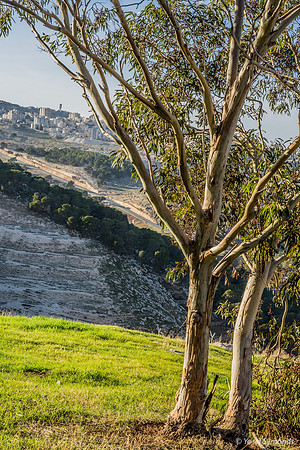 Eucalyptus Tree Twins with Jerusalem in Background 23011-4