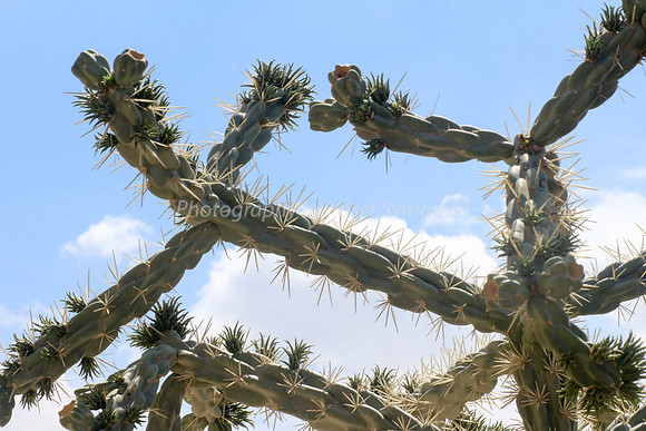 170414-CactusGarden-9999_47