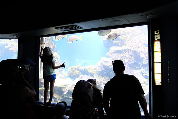 Observers of the Underwater 4