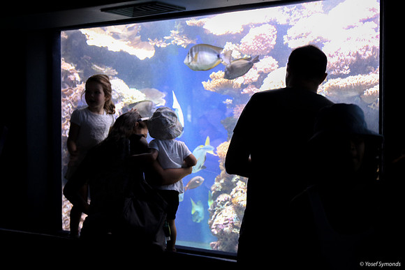 Observers of the Underwater 5