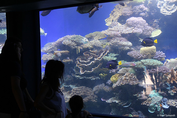 Observers of the Underwater 6