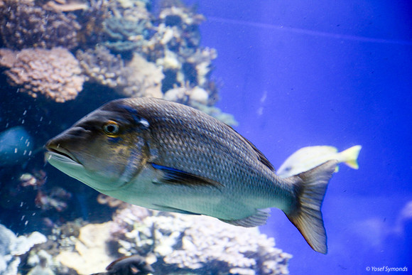 Fish of Underwater Observatory Eilat 1