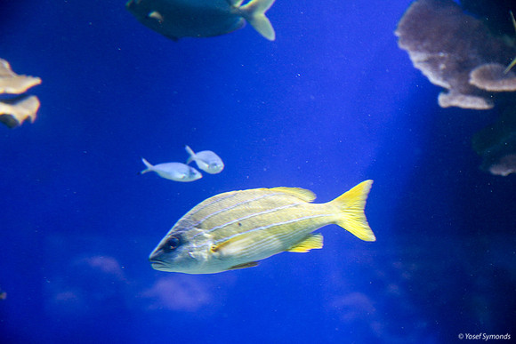 Fish of Underwater Observatory Eilat 2
