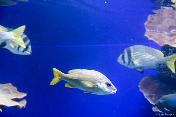 Fish of Underwater Observatory Eilat 3