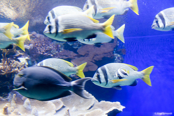 Fish of Underwater Observatory Eilat 4